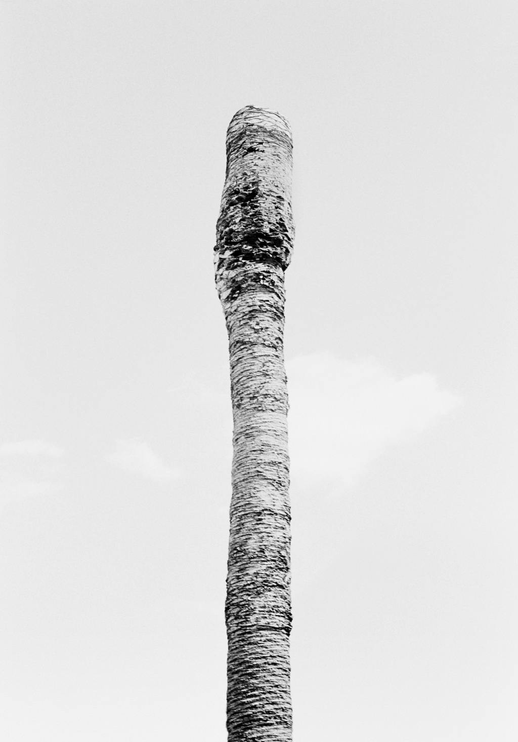 Photograph 1 of the "TOTEMIC COLUMN" collection (part 2)